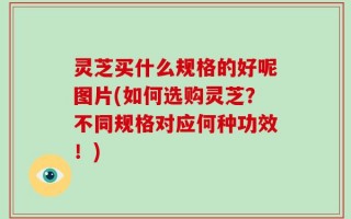 灵芝买什么规格的好呢图片(如何选购灵芝？不同规格对应何种功效！)