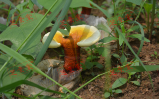舞香万延灵芝孢子粉价格多少？