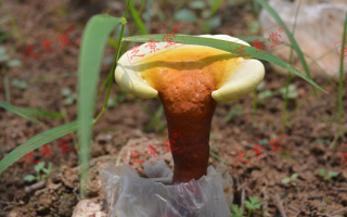 灵芝孢子粉食后的感觉是怎样的？
