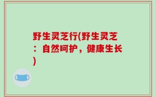 野生灵芝行(野生灵芝：自然呵护，健康生长)