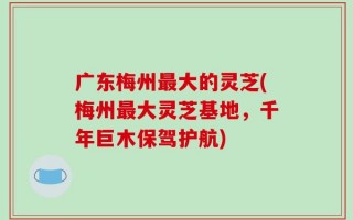 广东梅州最大的灵芝(梅州最大灵芝基地，千年巨木保驾护航)