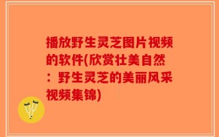 播放野生灵芝图片视频的软件(欣赏壮美自然：野生灵芝的美丽风采视频集锦)