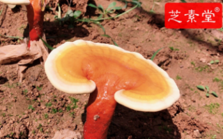 容易出汗怎么调理能好？