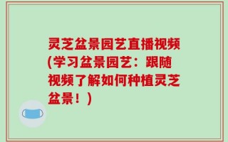 灵芝盆景园艺直播视频(学习盆景园艺：跟随视频了解如何种植灵芝盆景！)