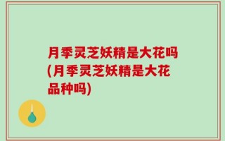 月季灵芝妖精是大花吗(月季灵芝妖精是大花品种吗)