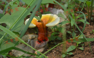 灵芝孢子粉对肿瘤功效怎么样？