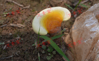 运芝牌破壁灵芝孢子粉颗粒怎么样呢好不好？