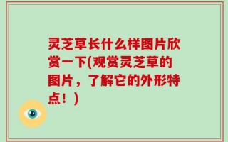灵芝草长什么样图片欣赏一下(观赏灵芝草的图片，了解它的外形特点！)