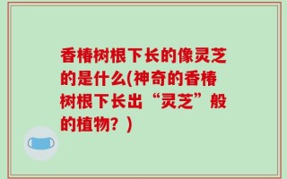 香椿树根下长的像灵芝的是什么(神奇的香椿树根下长出“灵芝”般的植物？)
