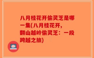 八月桂花开偷灵芝是哪一集(八月桂花开, 翻山越岭偷灵芝：一段跨越之旅)