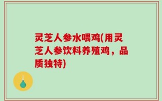 灵芝人参水喂鸡(用灵芝人参饮料养殖鸡，品质独特)