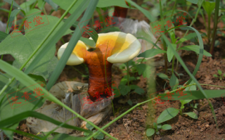 灵芝孢子粉好吗？