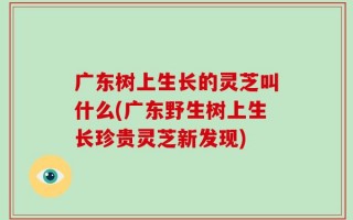 广东树上生长的灵芝叫什么(广东野生树上生长珍贵灵芝新发现)