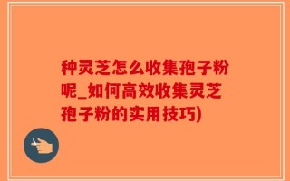 种灵芝怎么收集孢子粉呢_如何高效收集灵芝孢子粉的实用技巧)