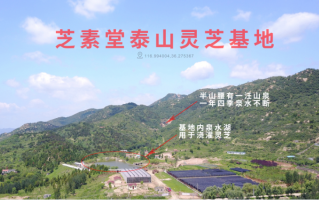 灵芝孢子粉哪个牌子好，决定灵芝孢子粉价值的因素有哪些