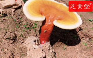 三高能吃什么水果呢？