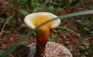 灵芝孢子粉一天吃几次一次几克好一些呢？