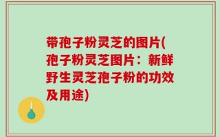 带孢子粉灵芝的图片(孢子粉灵芝图片：新鲜野生灵芝孢子粉的功效及用途)