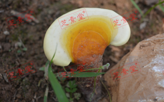 破壁灵芝孢子粉每天吃几次比较好呢？