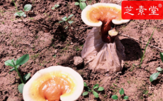 灵芝孢子粉和鸡蛋蒸着吃好吗？