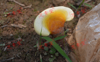 修正破壁灵芝孢子粉正品价格是多少？
