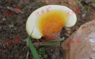 灵芝孢子粉怎么用才好呢？