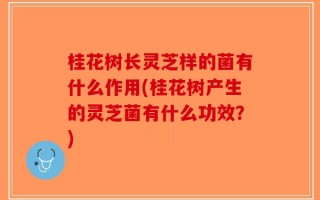 桂花树长灵芝样的菌有什么作用(桂花树产生的灵芝菌有什么功效？)