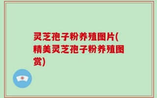 灵芝孢子粉养殖图片(精美灵芝孢子粉养殖图赏)