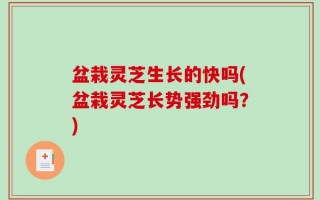 盆栽灵芝生长的快吗(盆栽灵芝长势强劲吗？)