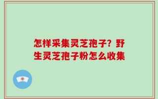 怎样采集灵芝孢子？野生灵芝孢子粉怎么收集