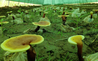 灵芝孢子粉多少钱一斤纯的灵芝孢子粉价格贵吗？