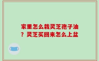 家里怎么栽灵芝孢子油？灵芝买回来怎么上盆