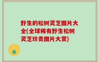 野生的松树灵芝图片大全(全球稀有野生松树灵芝珍贵图片大赏)