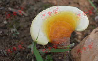 身体内分泌怎么调理好呢？