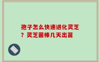 孢子怎么快速进化灵芝？灵芝菌棒几天出苗