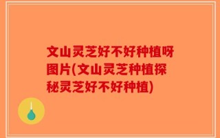 文山灵芝好不好种植呀图片(文山灵芝种植探秘灵芝好不好种植)