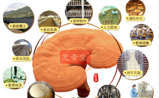 灵芝孢子粉哪种牌子的好？如何选灵芝孢子粉？