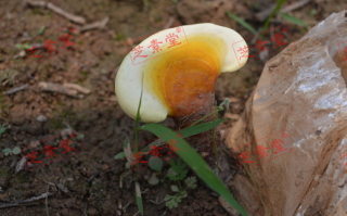 灵芝孢子粉药用价值有什么？