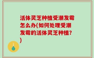 活体灵芝种植受潮发霉怎么办(如何处理受潮发霉的活体灵芝种植？)