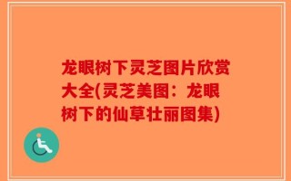龙眼树下灵芝图片欣赏大全(灵芝美图：龙眼树下的仙草壮丽图集)