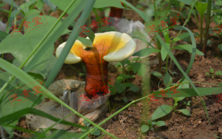 灵芝孢子粉的效果到底好不好？