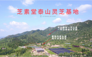 灵芝孢子粉哪个产地的好？