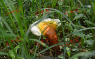 灵芝孢子粉和灵芝粉的区别你知道吗？