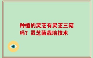 种植的灵芝有灵芝三萜吗？灵芝菌栽培技术