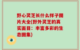 野心灵芝长什么样子图片大全(野外灵芝的真实面目：丰富多彩的生态图集)