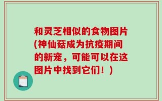 和灵芝相似的食物图片(神仙菇成为抗疫期间的新宠，可能可以在这图片中找到它们！)