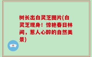 树长出白灵芝图片(白灵芝现身！惊艳春日林间，惹人心醉的自然美景)