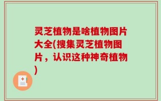 灵芝植物是啥植物图片大全(搜集灵芝植物图片，认识这种神奇植物)