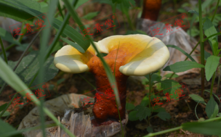 灵芝孢子粉什么功效呢？