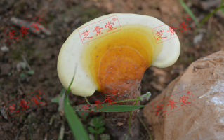 灵芝孢子粉适合女性吗？